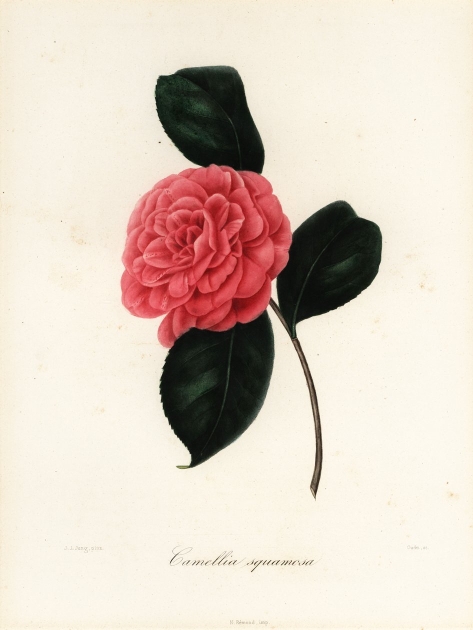 Camellia japonica variedad, Camellia squamosa o Camellia squammosa de Jakob (after) Jung