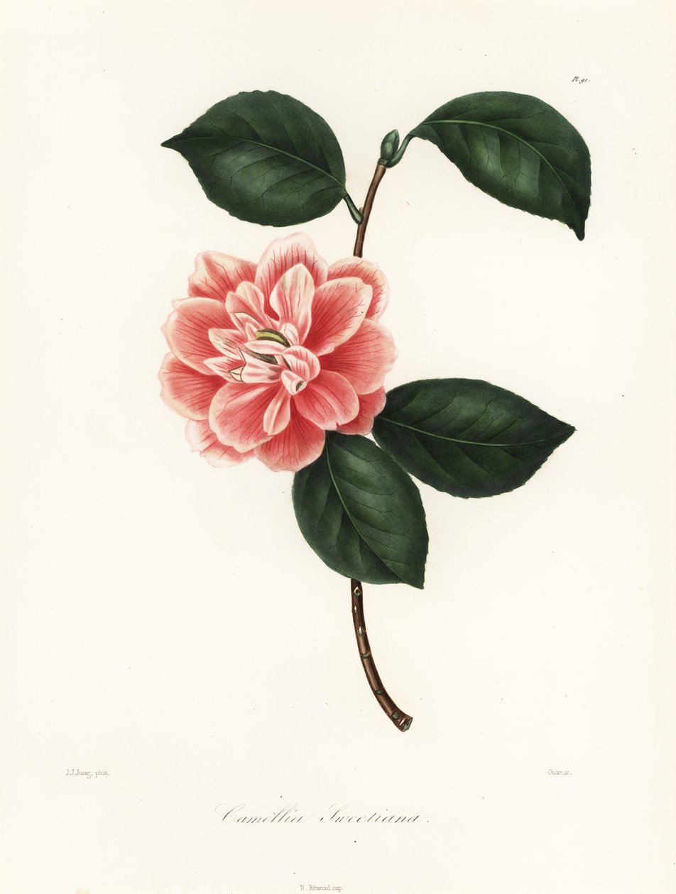 Camellia de flores pintadas de Sweet, Camellia japonica variedad, Camellia sweetiana de Jakob (after) Jung