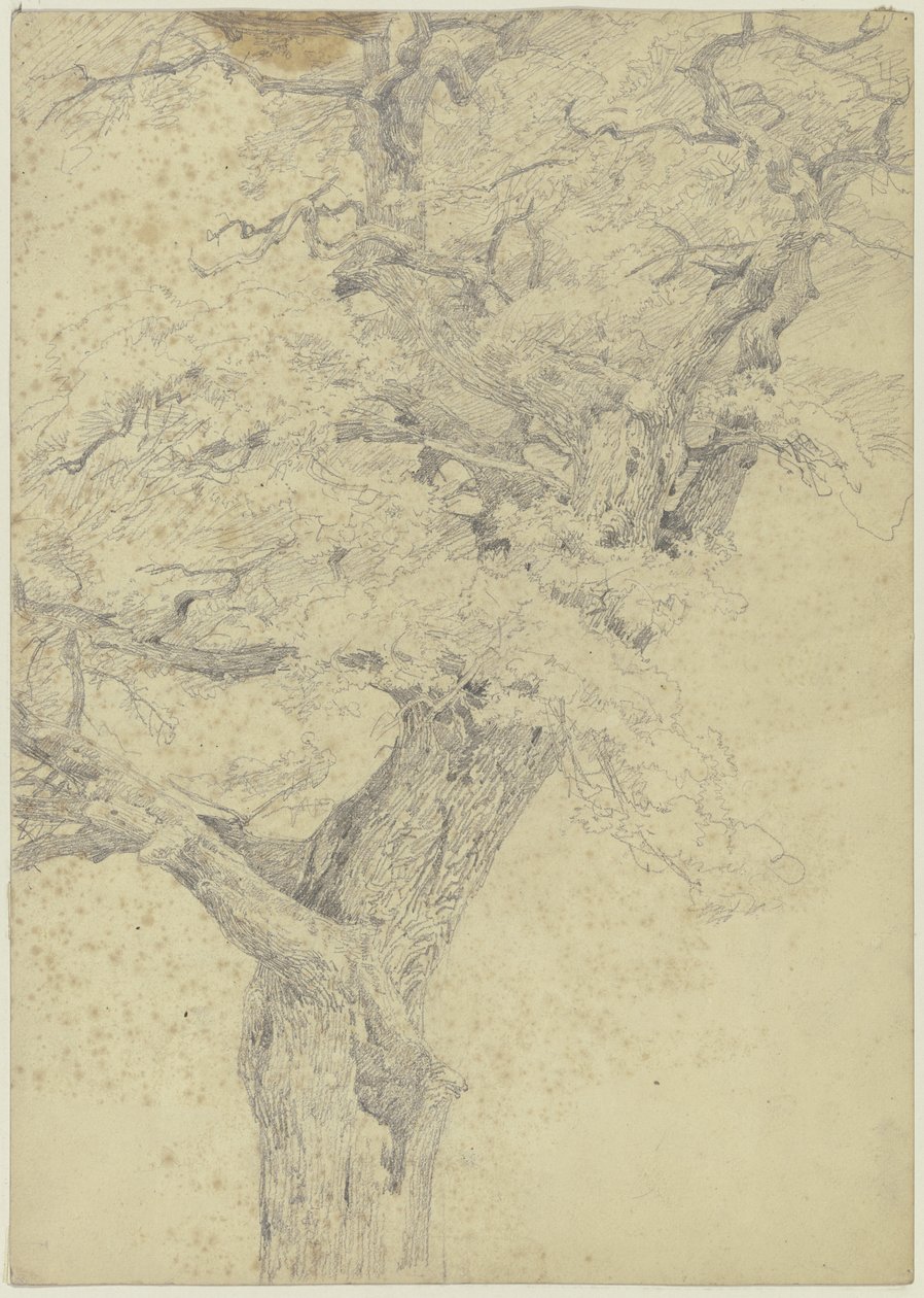 Árbol de Jakob Becker
