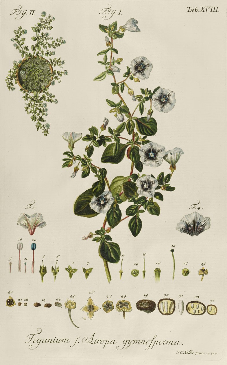 Convolvulus: Teganium f. Atropa gymnosperma de "Plantae Rariores" de Jakob Christoph Keller