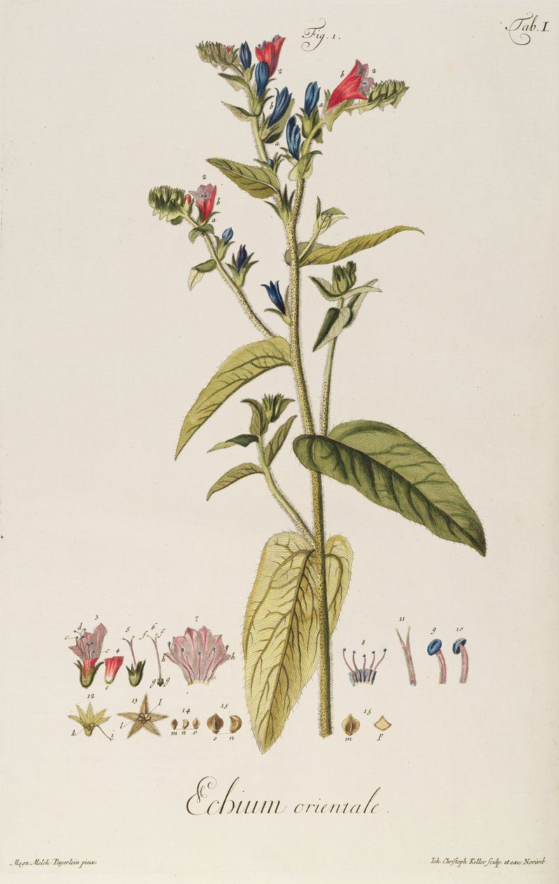 Echium: Orientale de "Icones Plantarum", c.1763 (grabado) de Jakob Christoph Keller