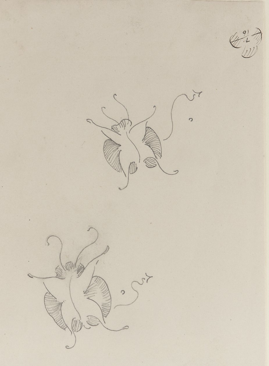 Dos mariposas Whistler, c.1890 de James Abbott McNeill Whistler