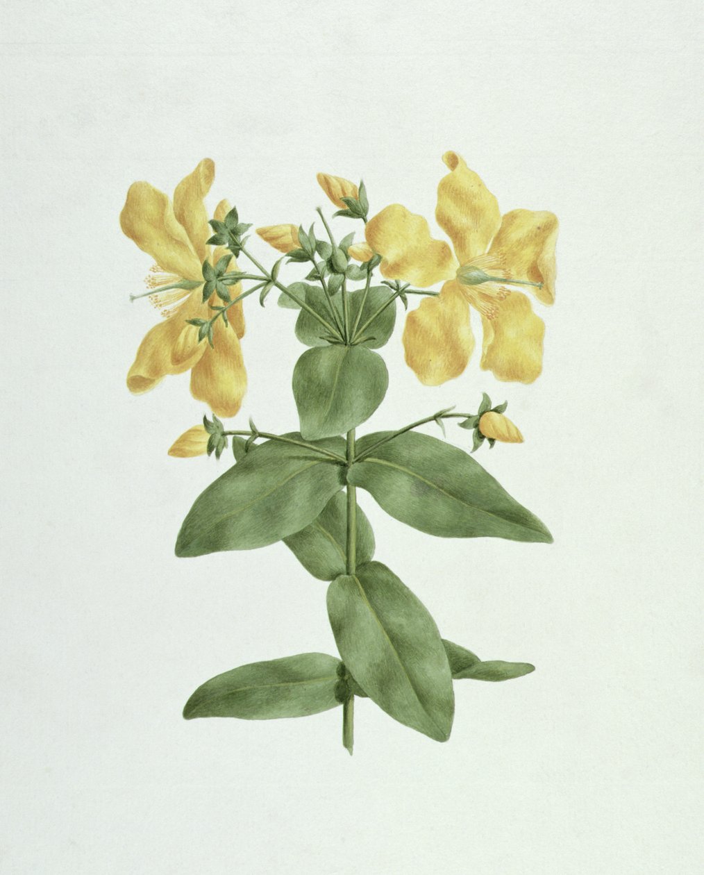 Feel-Fetch (Hypericum quartinianum) de James Bruce