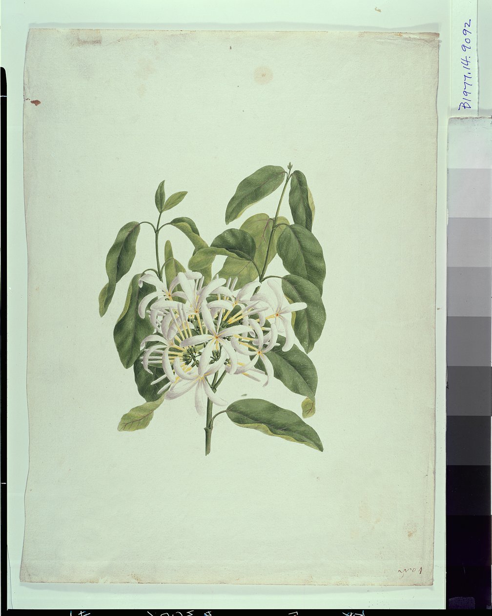 Taberna Montana (Hojas y Flores) de James Bruce