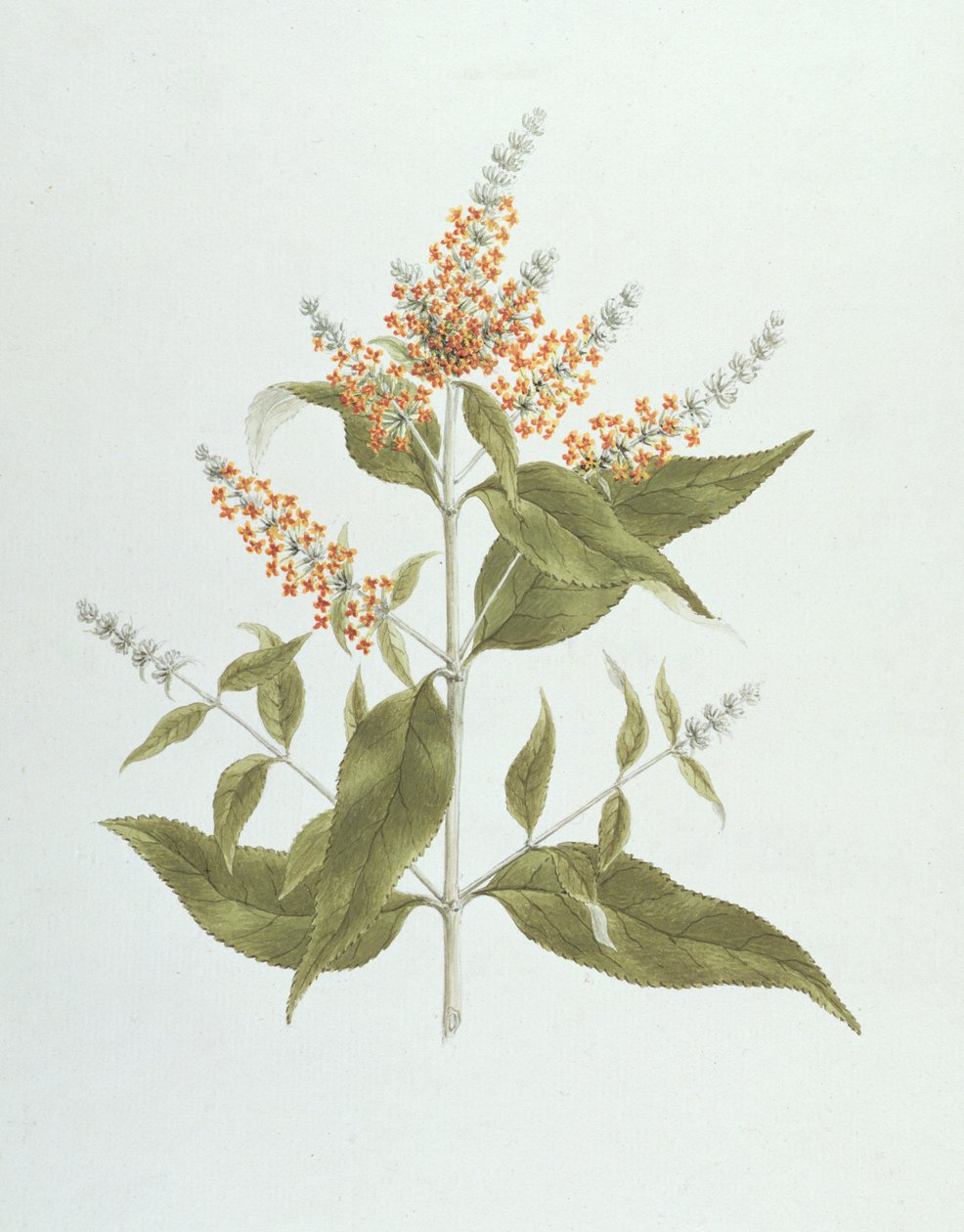 Umtar (Buddleia polystachya) de James Bruce