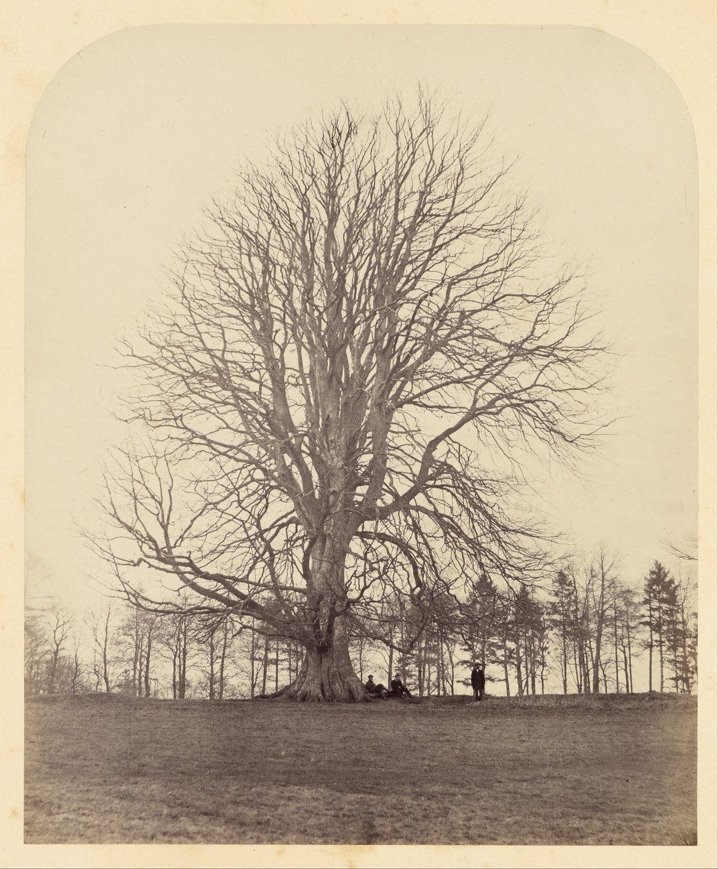 Gran haya en Manor Hill de James Sinclair