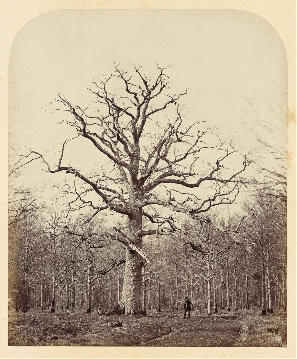 Roble de la Reina Ana de James Sinclair