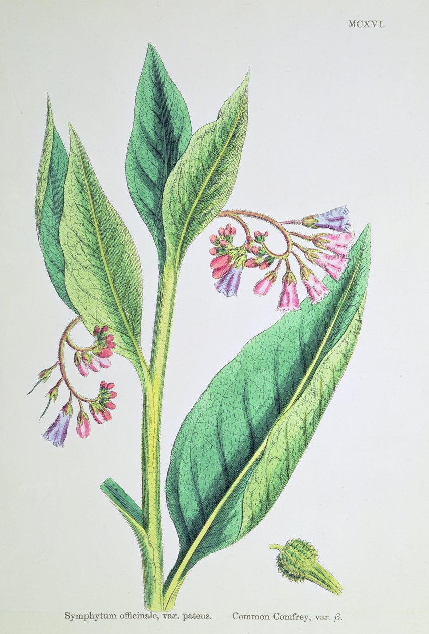 Consuelda común, lámina MCXVI, c.1800 de James Sowerby