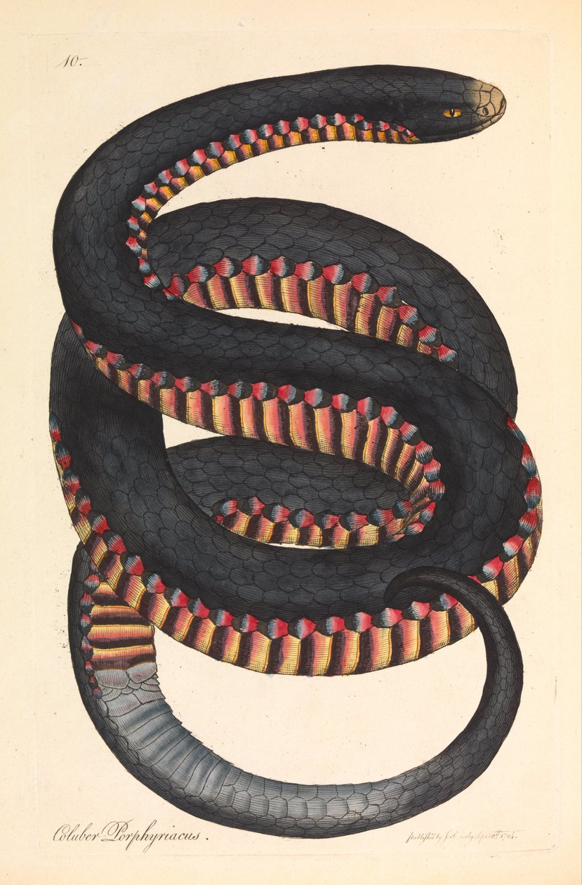 Serpiente de lados carmesí, Coluber porphyriacus de James Sowerby