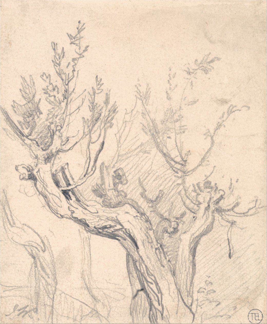 Un árbol nudoso de James Ward