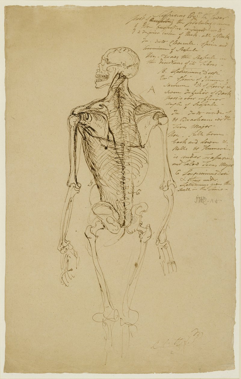 Dibujo del esqueleto de un hombre (pluma marrón y tinta sobre papel) de James Ward