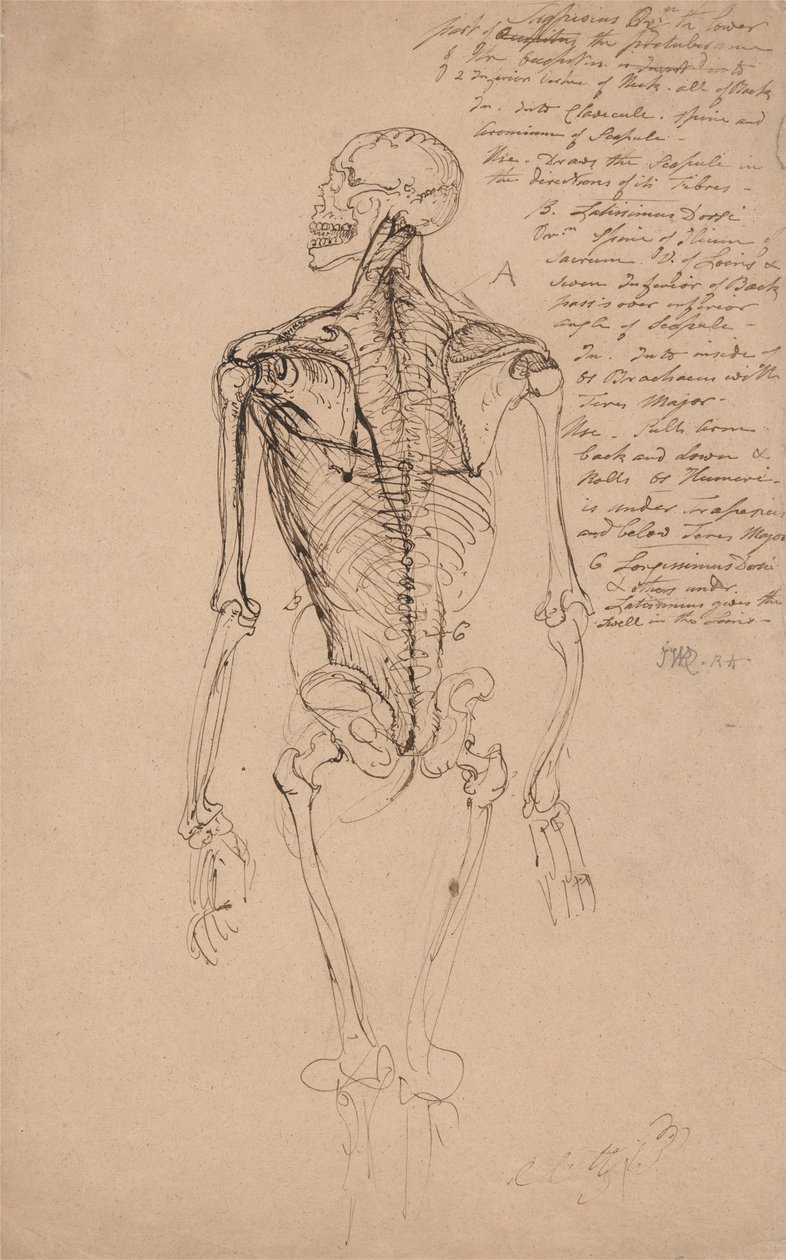 Dibujo del esqueleto de un hombre de James Ward