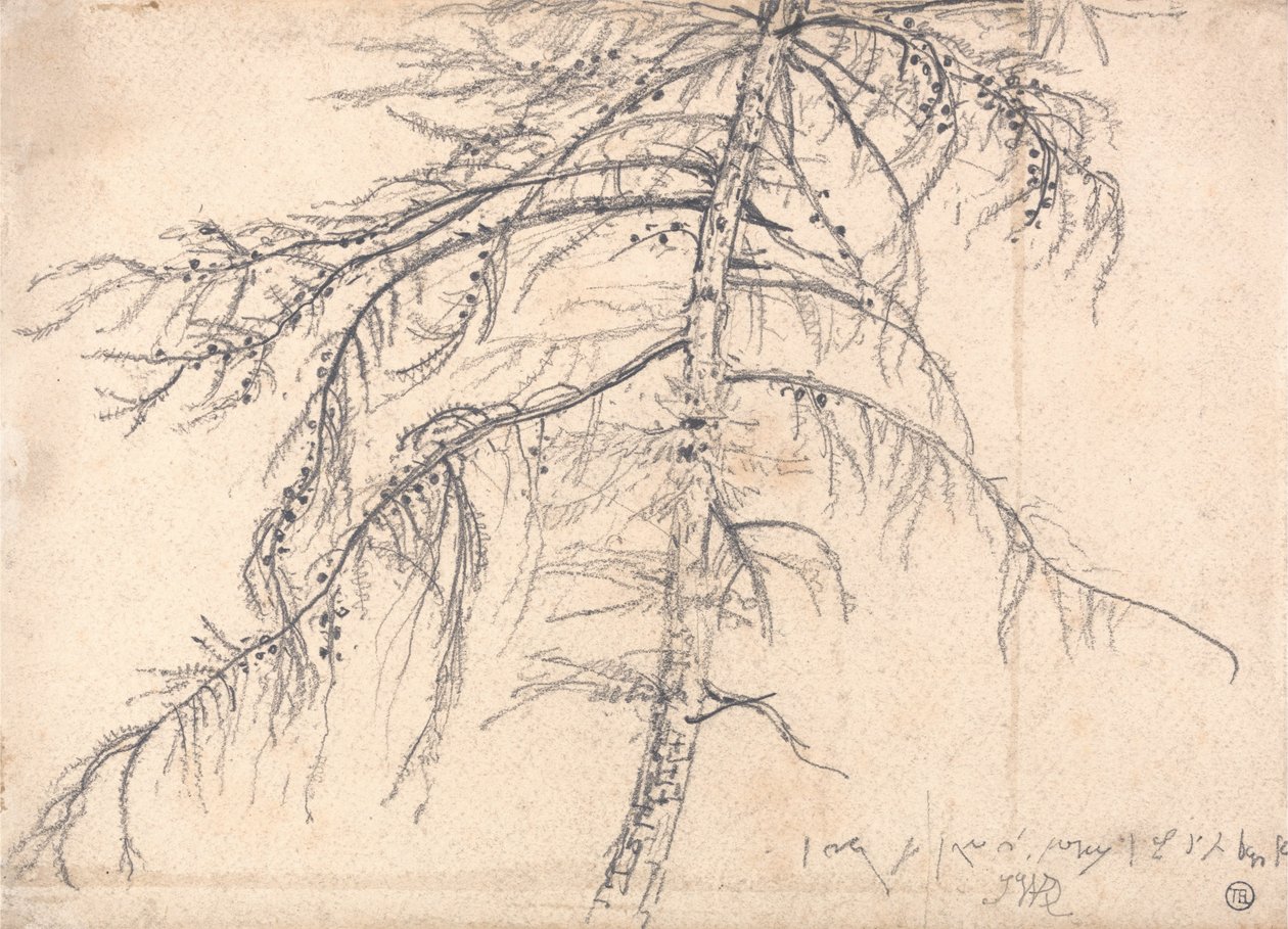 Árbol de alerce de James Ward