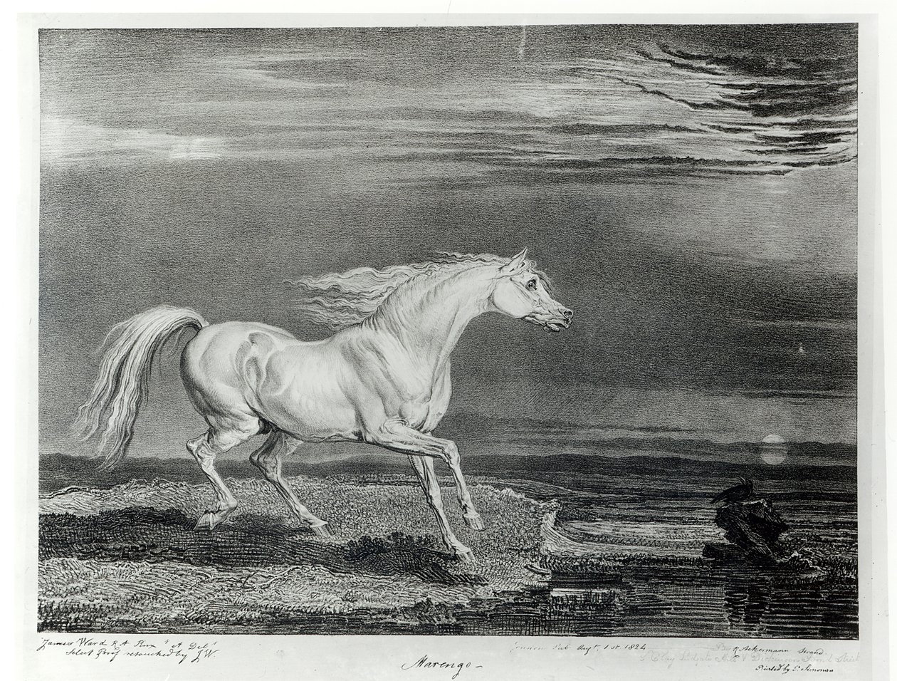 Marengo, grabado por el artista, pub. por R. Ackermann, 1824 de James Ward