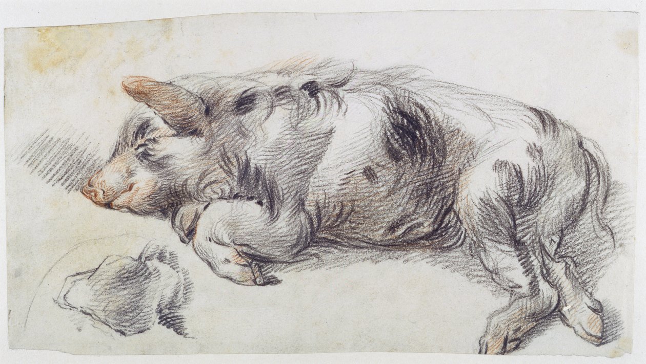 Cerdo durmiendo de James Ward