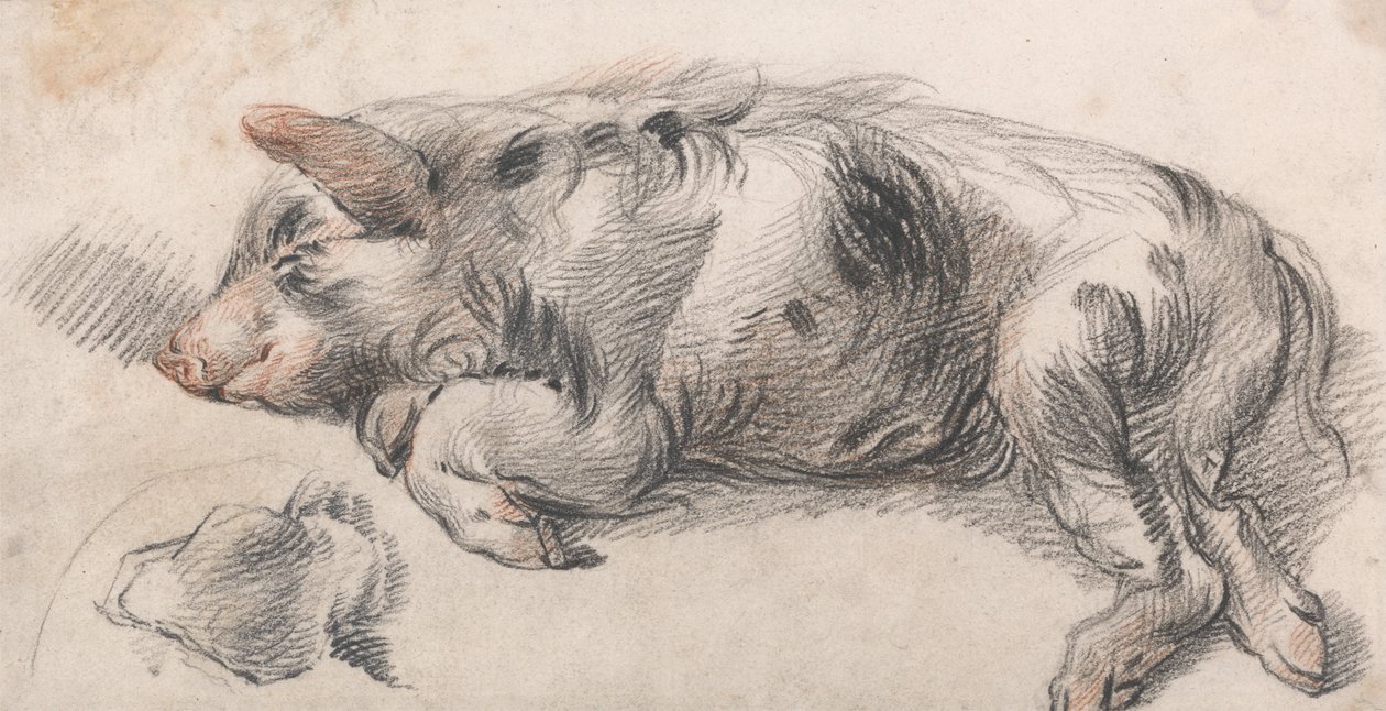 Cerdo durmiendo de James Ward