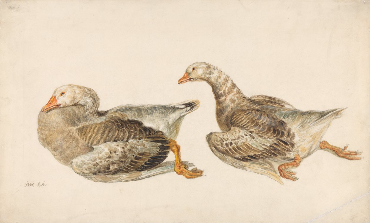 Estudios de gansos de James Ward