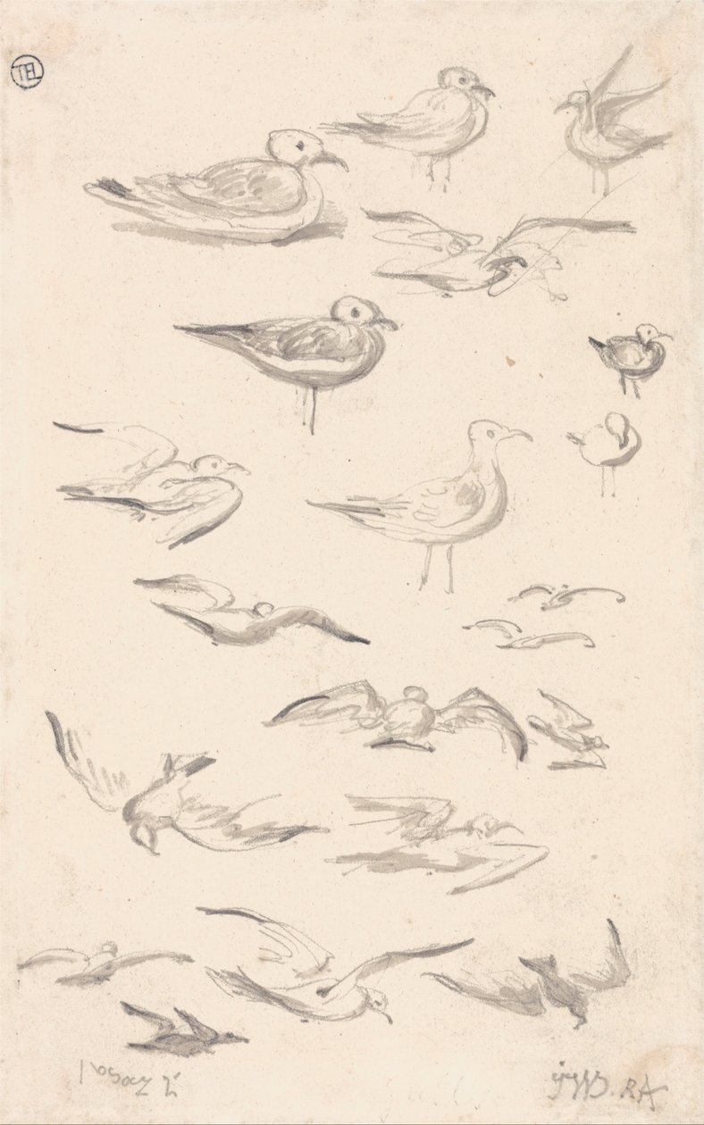 Estudios de gaviotas de James Ward