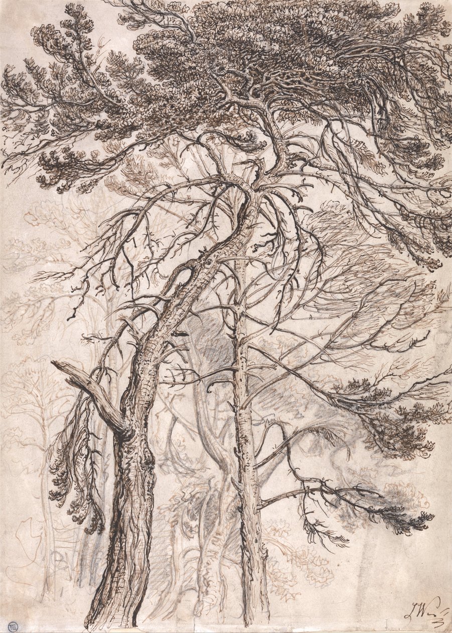Estudio de árboles de James Ward