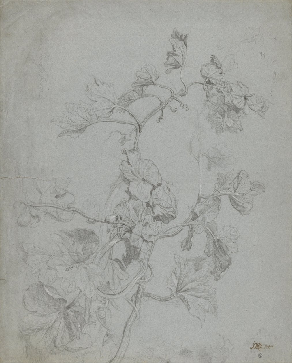 Estudio de una Planta Trepadora (Familia de la Calabaza) de James Ward