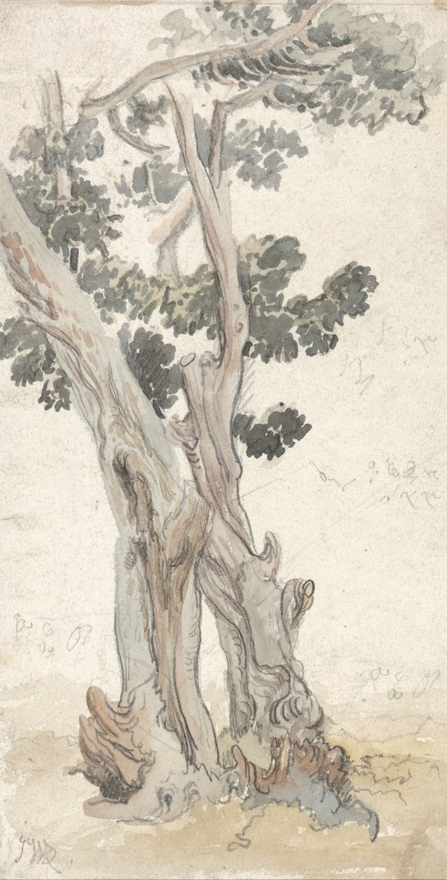 Estudio de un árbol de James Ward