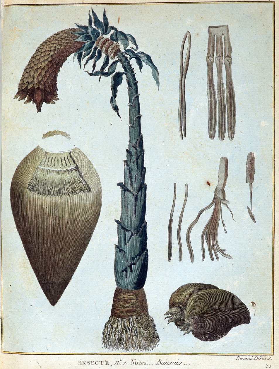 Banana - en “Viaje a Nubia y Abisinia realizado para descubrir las fuentes del Nilo durante los años 1768 a 1772”, por James Bruce, vol. 1, París de James Bruce