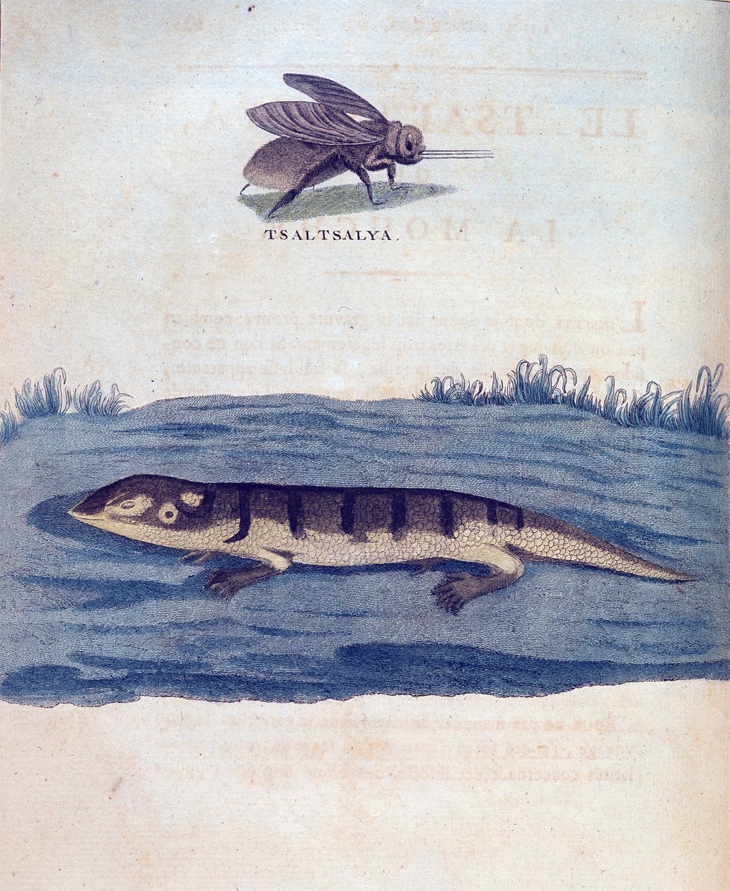 Mosca y lagarto - en “Viaje a Nubia y Abisinia realizado para descubrir las fuentes del Nilo durante los años 1768 a 1772”, por James Bruce, París de James Bruce