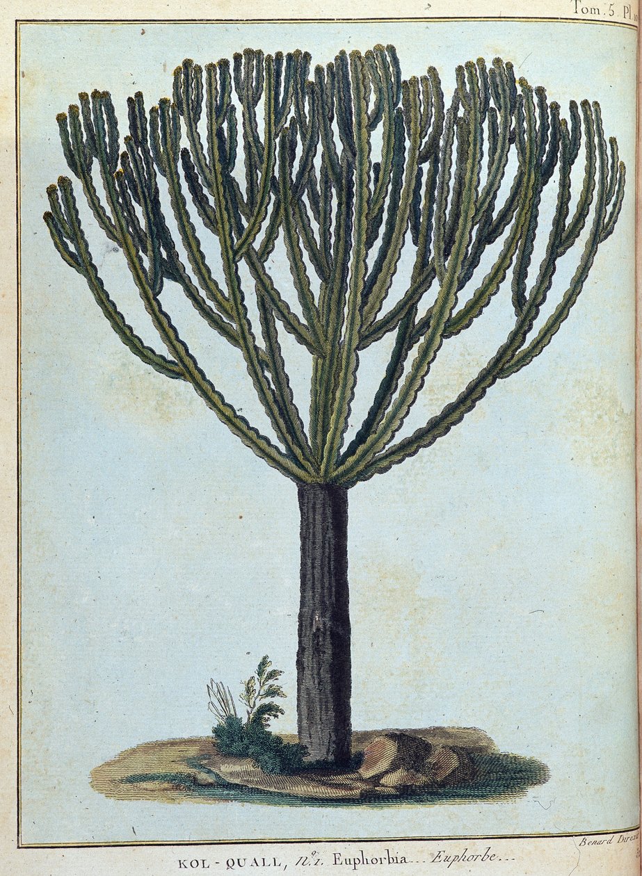 Kol-quall (Kol quall), euforbia (cactus) - en "Journey to Nubia and Abyssinia undertaken to discover the sources of the Nile during the years 1768 to 1772", por James Bruce, vol. 1, París de James Bruce