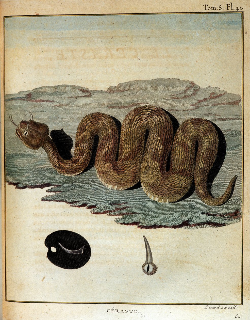 Serpiente - en "Journey to Nubia and Abyssinia undertaken to discover the sources of the Nile during the years 1768 to 1772", por James Bruce, París de James Bruce