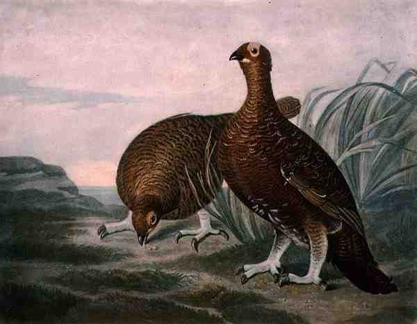 Perdiz roja, lámina 8 de British Feather Game, grabado por Charles Turner, publicado por R. Ackermann, c.1810 de James (after) Sillett