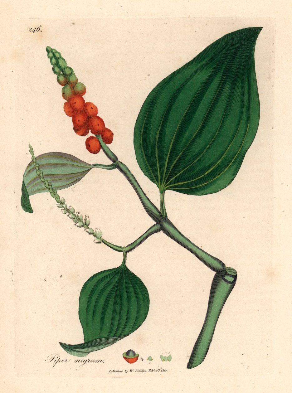 Pimienta negra, Piper nigrum, de una ilustración botánica de James Sowerby de "Medical Botany" de William Woodville y Sir William Jackson Hooker, 1832 (grabado en placa de cobre coloreada a mano) de James (after) Sowerby