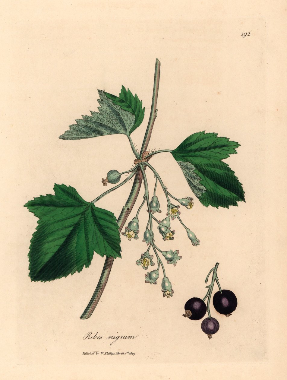 Árbol de grosella negra, Ribes nigrum, de una ilustración botánica de James Sowerby de "Medical Botany" de William Woodville y Sir William Jackson Hooker, 1832 (grabado en placa de cobre coloreada a mano) de James (after) Sowerby