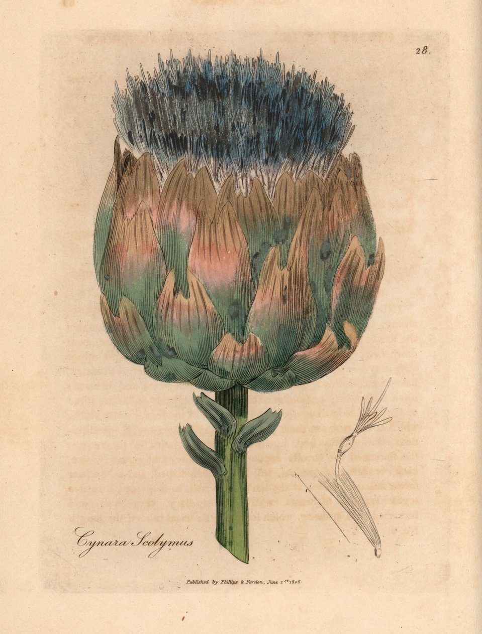 Alcachofa de flores azules y moradas, Cynara scolymus, de una ilustración botánica de James Sowerby de "Medical Botany" de William Woodville y Sir William Jackson Hooker, 1832 (grabado en placa de cobre coloreada a mano) de James (after) Sowerby