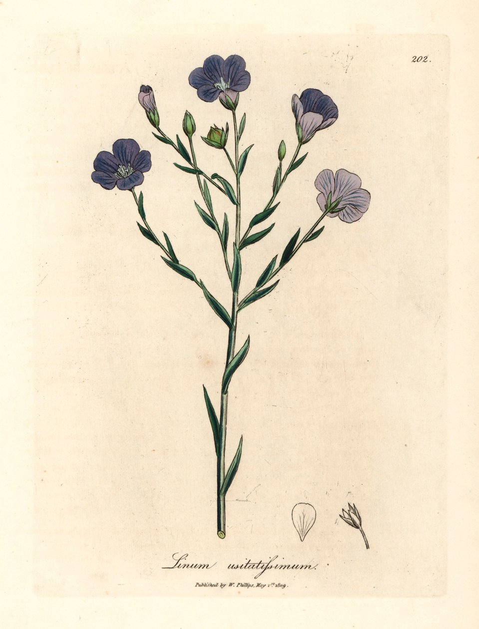 Lino de flores azules, Linum usitatissimum, de una ilustración botánica de James Sowerby de "Medical Botany" de William Woodville y Sir William Jackson Hooker, 1832 (grabado en placa de cobre coloreada a mano) de James (after) Sowerby