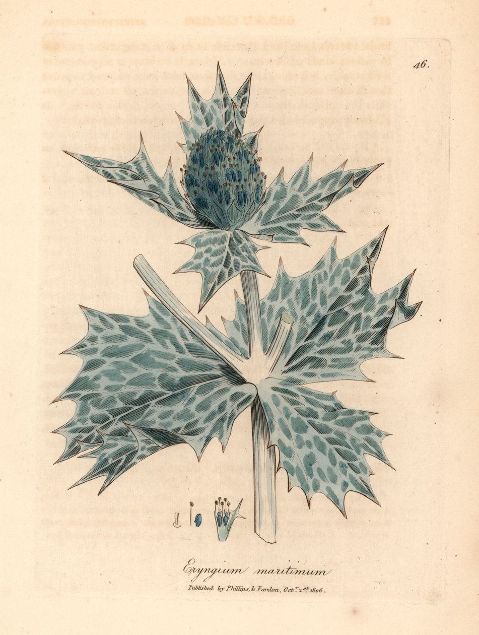 Acebo marino de flores azules o eryngo, Eryngium maritinum, de una ilustración botánica de James Sowerby de William Woodville y "Medical Botany" de Sir William Jackson Hooker 1832 (grabado en placa de cobre coloreada a mano) de James (after) Sowerby