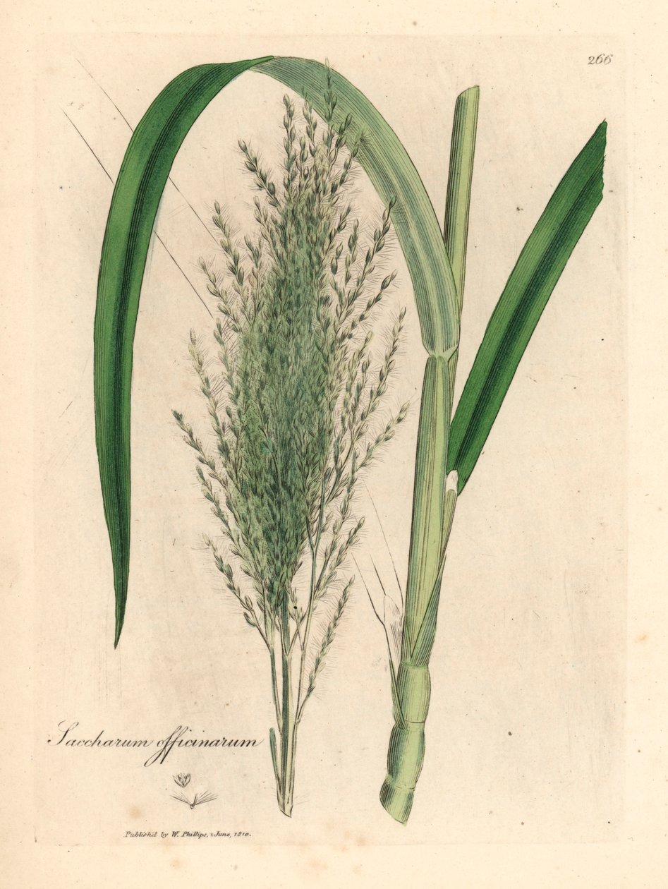 Caña de azúcar común, Saccharum officinarum, de una ilustración botánica de James Sowerby de la obra "Medical Botany" de William Woodville y Sir William Jackson Hooker de 1832 (grabado en cobre coloreado a mano) de James (after) Sowerby