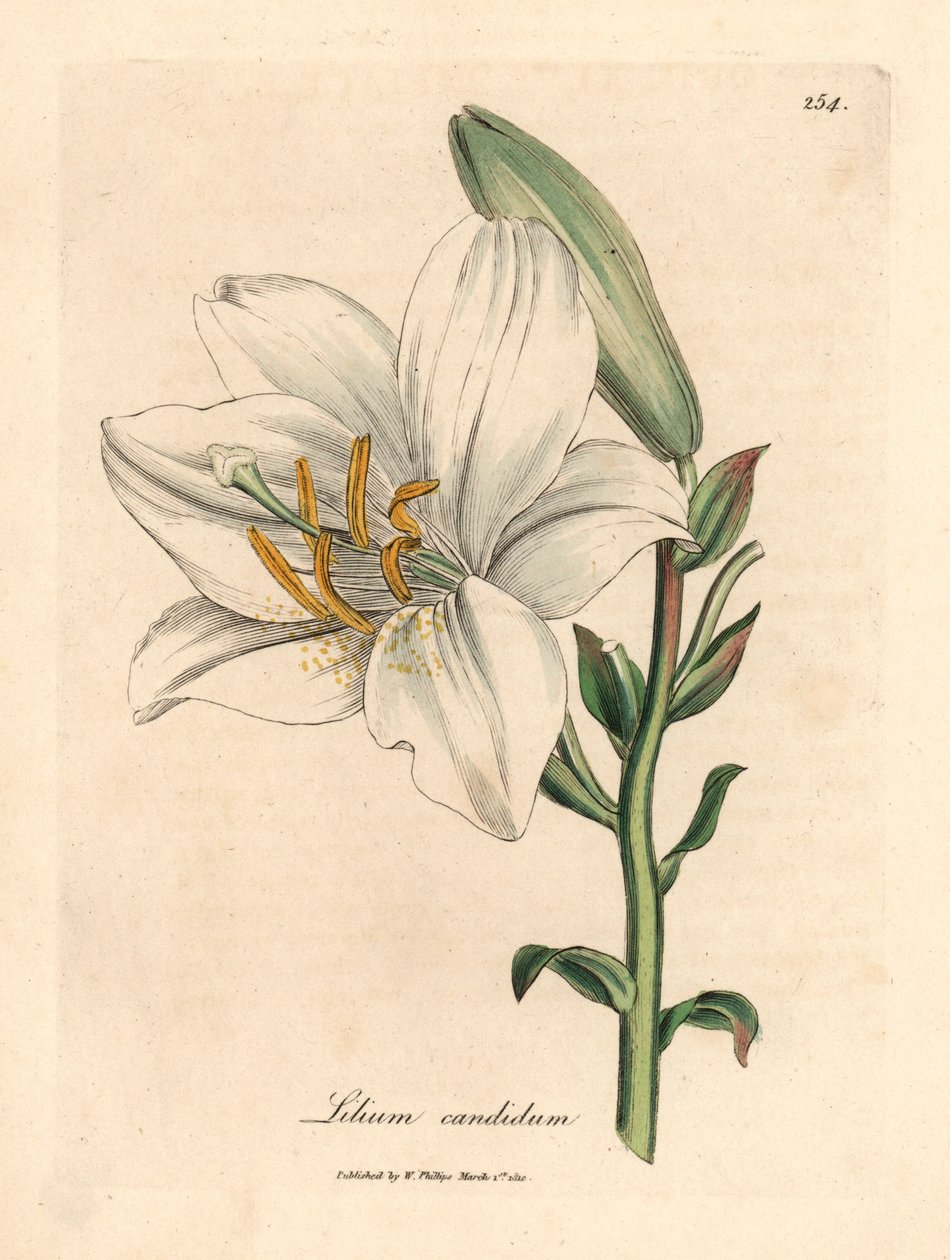 Lirio blanco común, Lilium candidum, de una ilustración botánica de James Sowerby de "Medical Botany" de William Woodville y Sir William Jackson Hooker, 1832 (grabado en placa de cobre coloreada a mano) de James (after) Sowerby