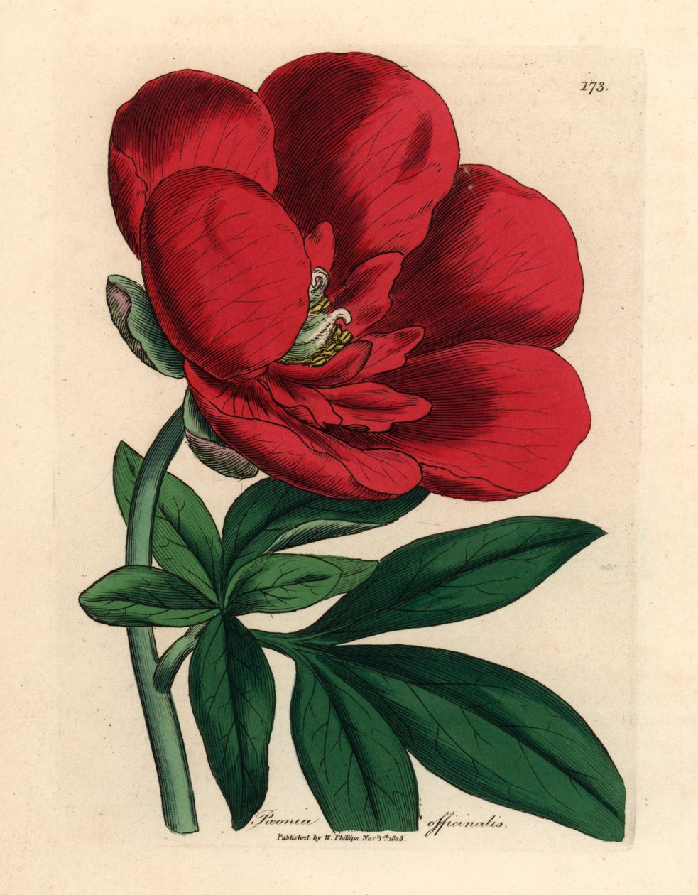 Peonía carmesí, Paeonia officinalis, de una ilustración botánica de James Sowerby de "Medical Botany" de William Woodville y Sir William Jackson Hooker, 1832 (grabado en placa de cobre coloreada a mano) de James (after) Sowerby