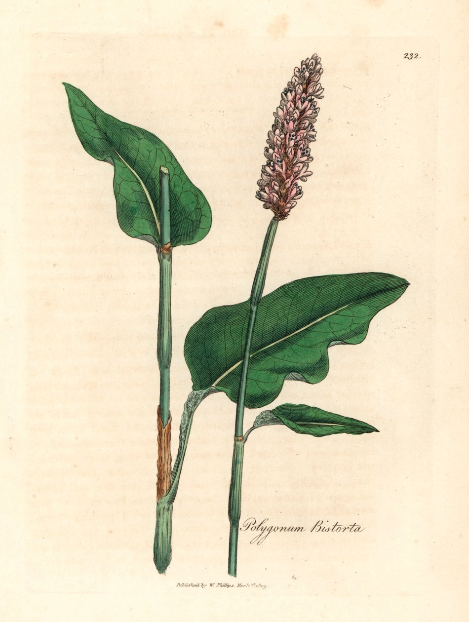 Bistorta mayor, Polygonum bistorta, de una ilustración botánica de James Sowerby de "Medical Botany" de William Woodville y Sir William Jackson Hooker, 1832 (grabado en placa de cobre coloreada a mano) de James (after) Sowerby