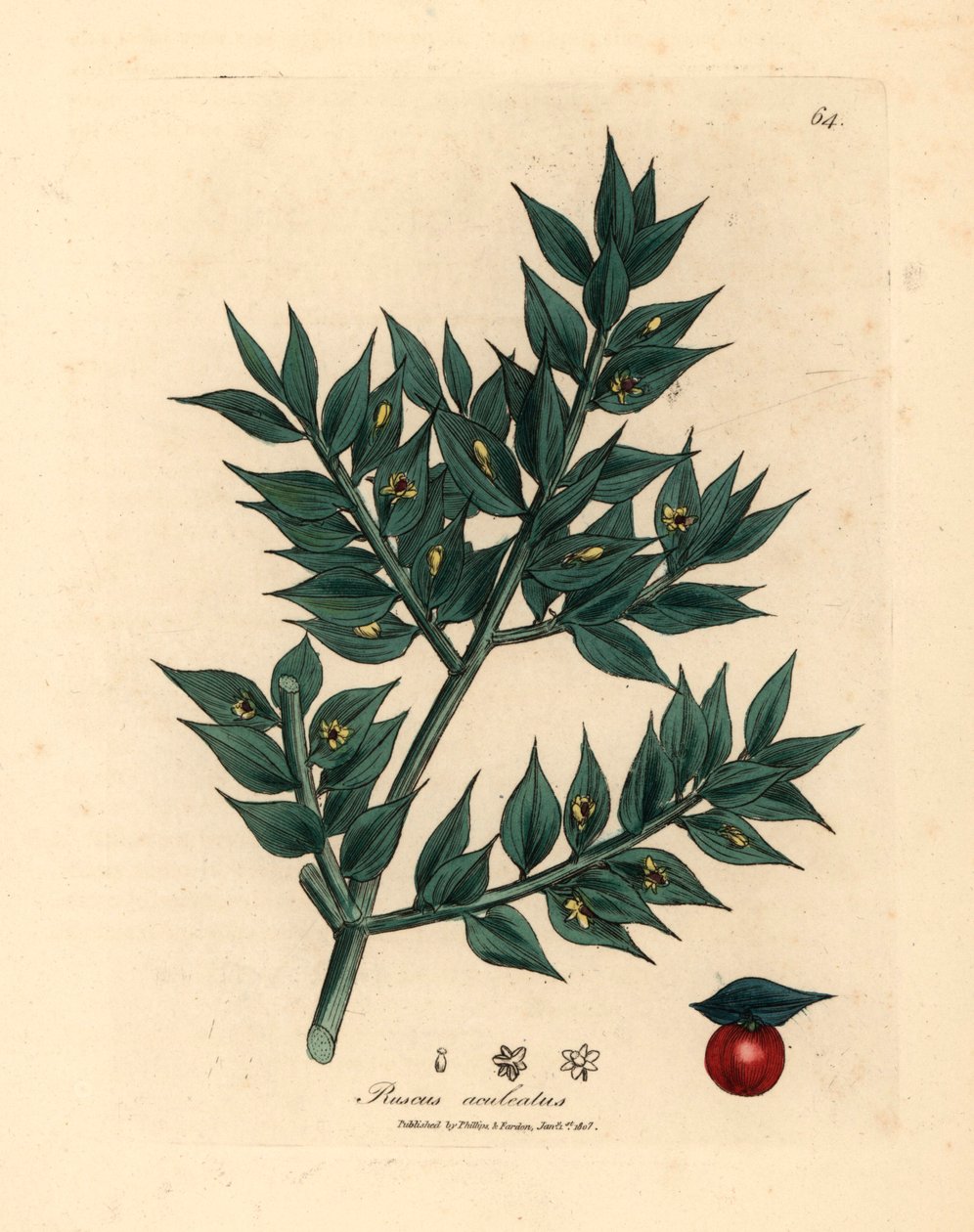 Escoba de carnicero de flores verdes, Ruscus aculeatus, de una ilustración botánica de James Sowerby de "Medical Botany" de William Woodville y Sir William Jackson Hooker 1832 (grabado en placa de cobre coloreada a mano) de James (after) Sowerby