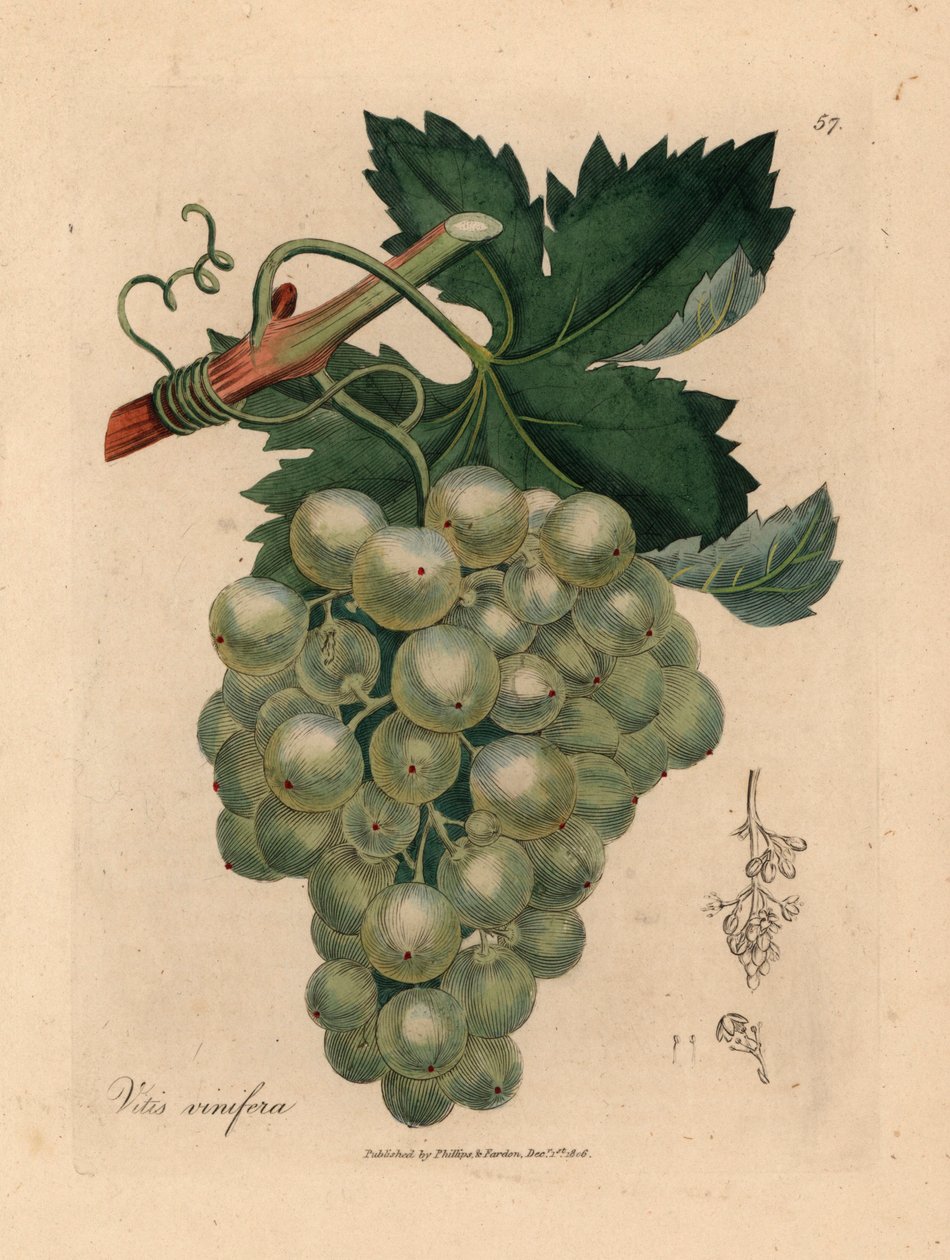 Uvas verdes, vid y hojas, Vitis vinifera, de una ilustración botánica de James Sowerby de "Medical Botany" de William Woodville y Sir William Jackson Hooker 1832 (grabado en placa de cobre coloreada a mano) de James (after) Sowerby
