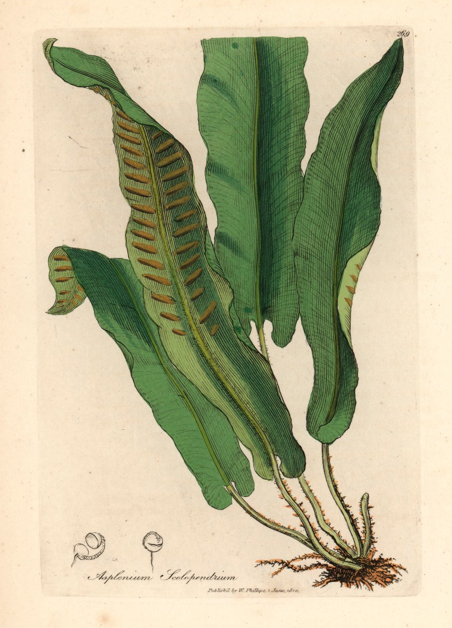 Helecho de lengua Harts, Asplenium scolopendrium, de una ilustración botánica de James Sowerby de William Woodville y "Medical Botany" de Sir William Jackson Hooker, 1832 (grabado en placa de cobre coloreada a mano) de James (after) Sowerby