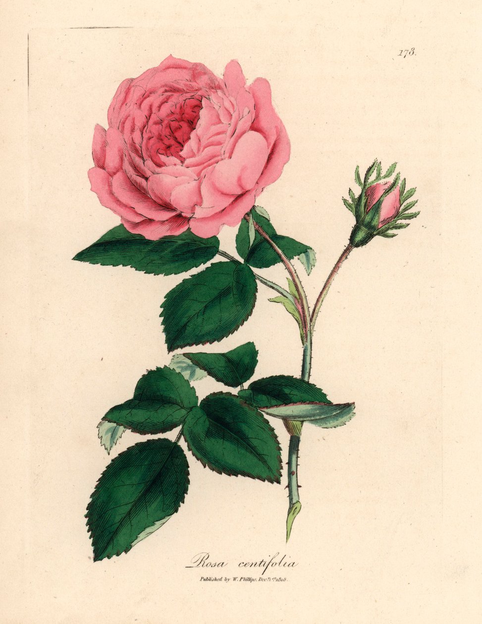 Rosa grande rosa de cien hojas, Rosa centifolia, de una ilustración botánica de James Sowerby de William Woodville y "Medical Botany" de Sir William Jackson Hooker 1832 (grabado en placa de cobre coloreada a mano) de James (after) Sowerby