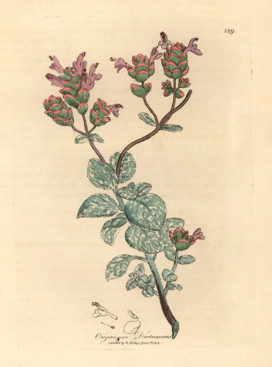 Díctamo de Creta con flores lilas, Origanum dictamnus, de una ilustración botánica de James Sowerby de "Medical Botany" de William Woodville y Sir William Jackson Hooker de 1832 (grabado en placa de cobre coloreada a mano) de James (after) Sowerby