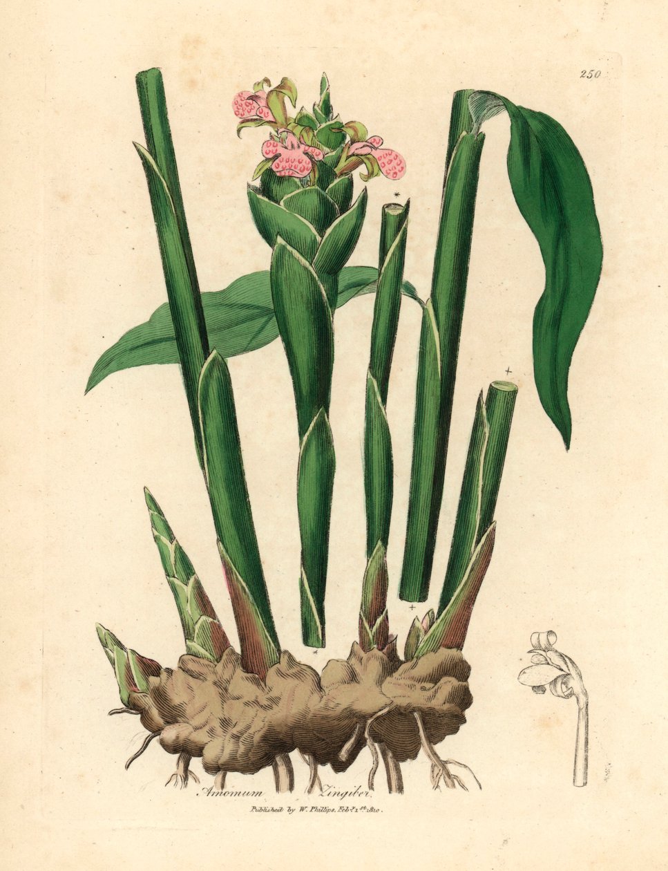 Jengibre de hoja estrecha, Zingiber officinale, de una ilustración botánica de James Sowerby de William Woodville y "Medical Botany" de Sir William Jackson Hooker, 1832 (grabado en placa de cobre coloreada a mano) de James (after) Sowerby