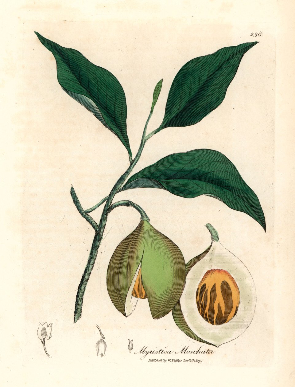 Árbol de nuez moscada y maza, Myristica moschata, Myristica fragrans, de una ilustración botánica de James Sowerby de William Woodville y "Medical Botany" de Sir William Jackson Hooker 1832 (grabado en placa de cobre coloreada a mano) de James (after) Sowerby
