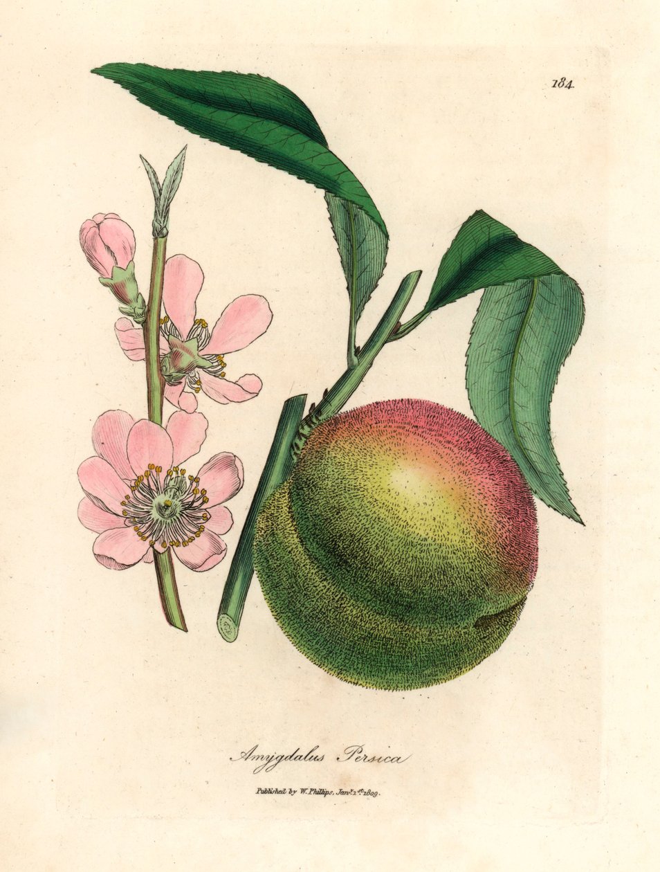 Melocotonero con fruta madura y flor rosa, Amygdalus persica, de una ilustración botánica de James Sowerby de William Woodville y "Medical Botany" de Sir William Jackson Hooker 1832 (grabado en placa de cobre coloreada a mano) de James (after) Sowerby