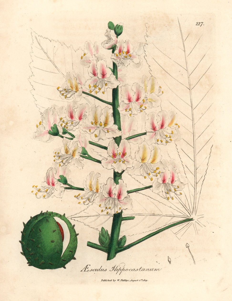 Flor rosa y fruto del castaño de Indias, Aesculus hippocastanum, de una ilustración botánica de James Sowerby de William Woodville y "Medical Botany" de Sir William Jackson Hooker 1832 (grabado en placa de cobre coloreada a mano) de James (after) Sowerby