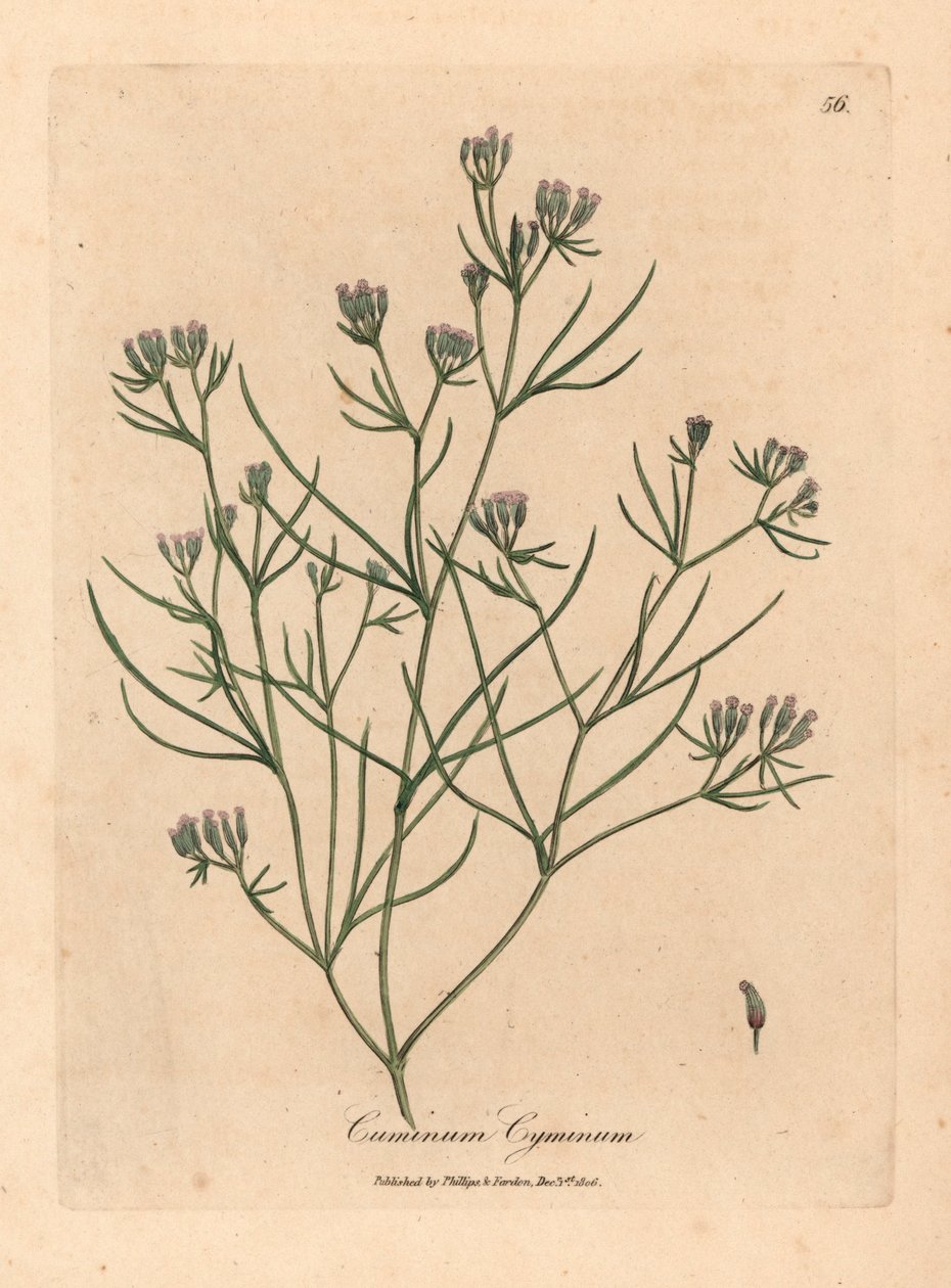 Comino de flores rosadas, Cuminum cyminum, de una ilustración botánica de James Sowerby de "Medical Botany" de William Woodville y Sir William Jackson Hooker, 1832 (grabado en placa de cobre coloreada a mano) de James (after) Sowerby