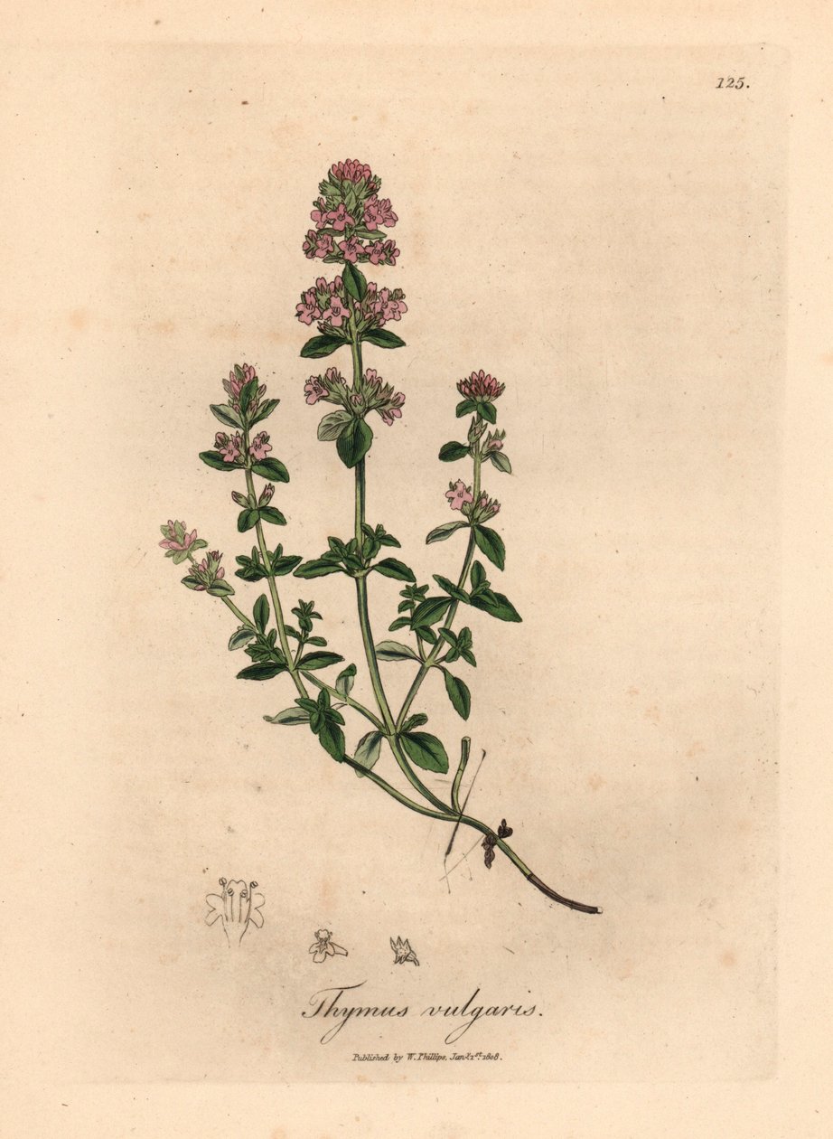 Tomillo de jardín con flores rosas, Thymus vulgaris, de una ilustración botánica de James Sowerby de William Woodville y "Medical Botany" de Sir William Jackson Hooker 1832 (grabado en placa de cobre coloreada a mano) de James (after) Sowerby